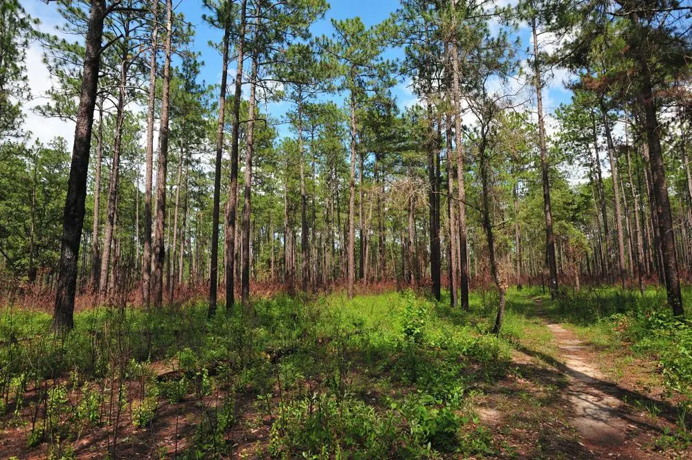 Get outdoors at Tuskegee Forest-best Things to do in Auburn Alabama 