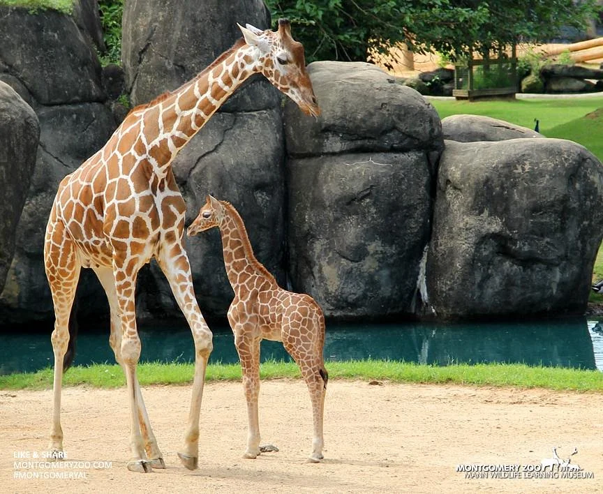 Montgomery Zoo-Things to do in Montgomery