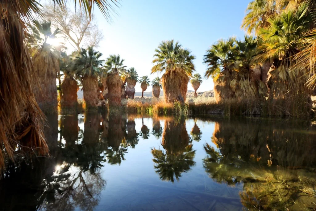 Coachella Valley Preserve-Best things to do in Palm Springs , CA